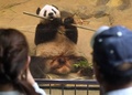 東京の上野動物園で飼育されているジャイアントパンダの「リーリー」（2017年6月13日撮影）。(c)Kazuhiro NOGI / AFP