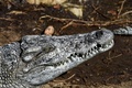 チュニジアの首都チュニスにあるベルベデーレ動物園のワニ（2017年3月2日撮影）。(c)AFP/FETHI BELAID
