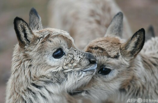 写真特集】青海省ココシリに生きる野生動物 写真21枚 国際ニュース：AFPBB News