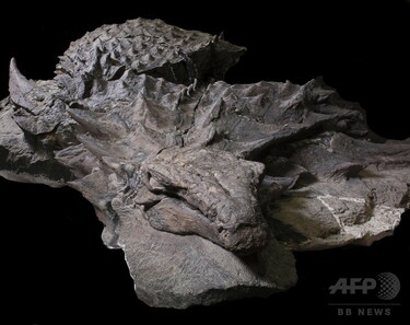 １８世紀 竜像 大型よろい恐竜の「生存の苦闘」、最新化石分析 写真3枚 国際ニュース