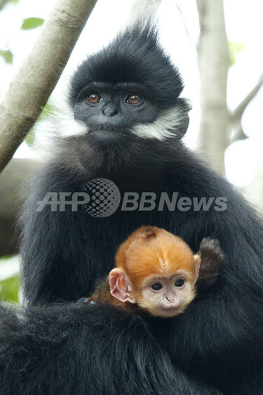 お母さんには似てない？ オレンジ色の赤ちゃんザル 豪 写真4枚 国際
