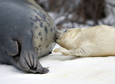 お母さんと一緒、ハイイロアザラシの赤ちゃん デンマーク