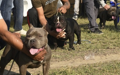 男性死亡で飼い主逮捕 相次ぐ襲撃で特定犬種禁止へ 英