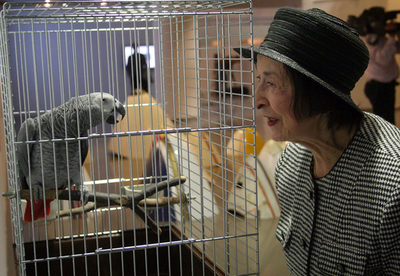 路上の止まり木のオウム、「駐車違反」で罰金か