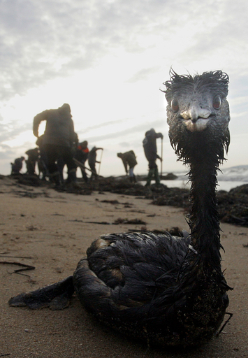 黒海で流出の重油、回収作業に露軍数百人 鳥3万羽と魚約9000匹が死亡