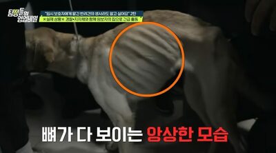 預けた愛犬がゴミ袋から…韓国「一時保護者」という名の残酷な虐待現場