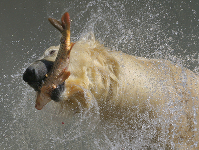 ロシアに春到来、ホッキョクグマもお目覚め