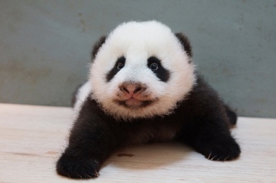 ハイハイでにっこり、パンダの赤ちゃん 台湾