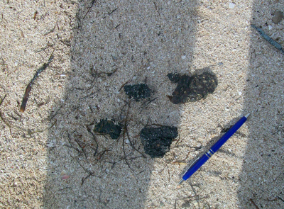 米フロリダ半島南端で油塊を回収、原油流出事故で漂着か