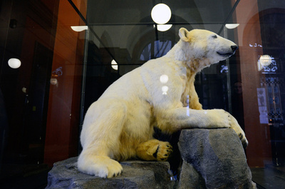 人気ホッキョクグマ・クヌートの「標本」公開、独