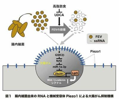 昭和医科大学などの研究グループが、腸内細菌由来RNAと機械刺激受容体Piezo1による新しい大腸がん抑制メカニズムを発見