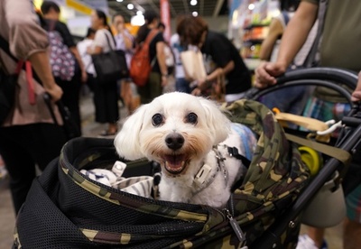 犬の「電子IDカード」 杭州市がマイクロチップ埋め込み無料サービス