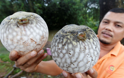 まんまるのフグ、マレーシア