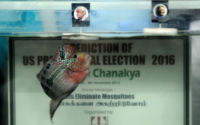 お魚も結果が気になる？ インドで米大統領選の予想イベント