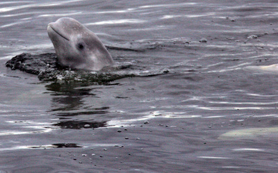 北極圏の動物、気候変動の影響で食性を転換 ノルウェー研究