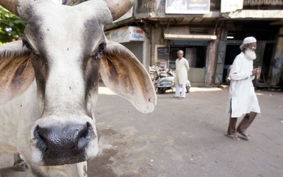 牛飼育していたイスラム教徒2人、リンチされ死亡か 5人逮捕 インド