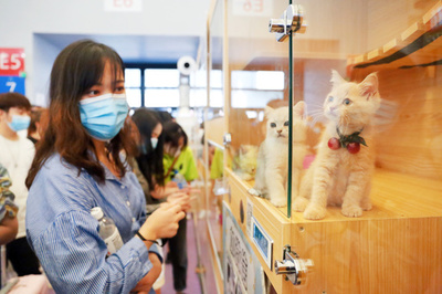 中国の「エア猫経済」 詐欺横行も