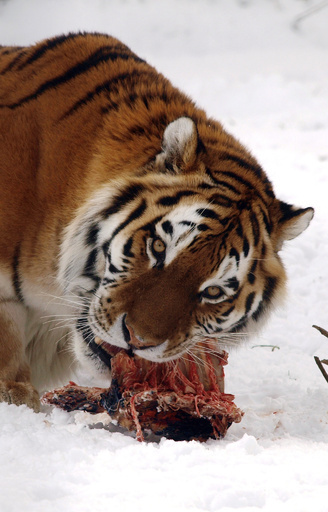 トラのゲノムを解析、大型ネコ科動物保護の助けに 研究