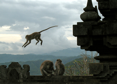 英動物保護団体、実験用の動物輸出でインドネシアを非難