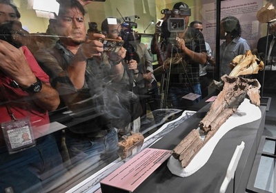 カワイルカの新種と判明、ペルーで発見の頭骨化石 世界最大種