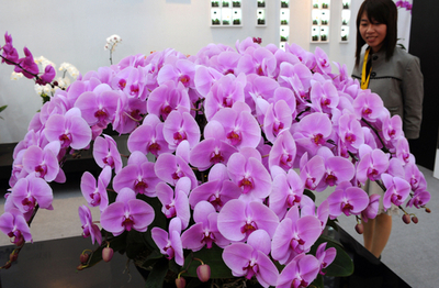 「2009台湾国際らん展」が開幕、台南