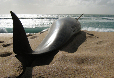ニュージーランドの浜辺でクジラ80頭座礁、荒天で救出進まず