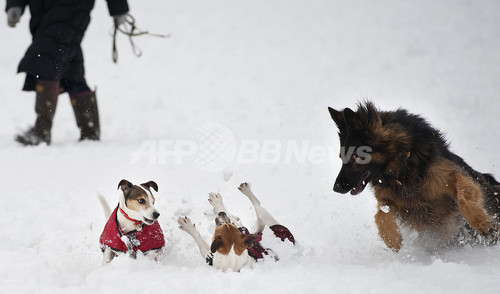 はしゃぐ犬 凍えるスズメ 大寒波の中の動物たち 写真16枚 ファッション ニュースならmode Press Powered By Afpbb News