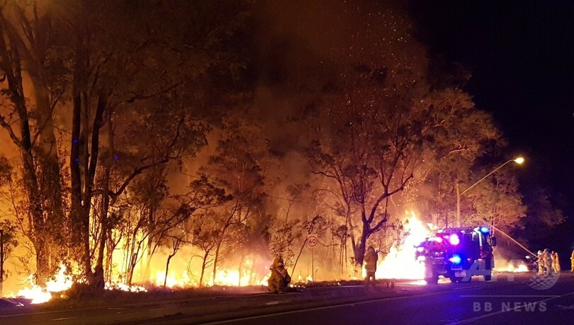 シドニー近郊の住宅地近くで森林火災、コアラを救出