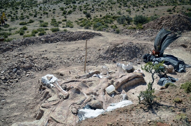 世界最大級の恐竜化石を発見、体重はゾウ14頭分 アルゼンチン