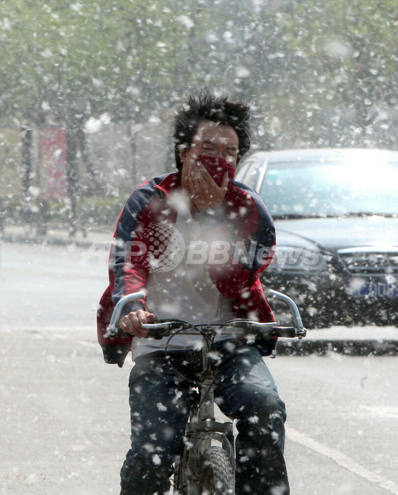 北京市、花粉対策でポプラの｢性転換｣試みる