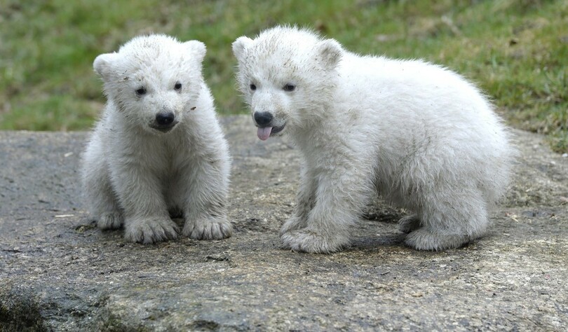 ホッキョクグマの双子、初めて「お外」を散歩 独動物園