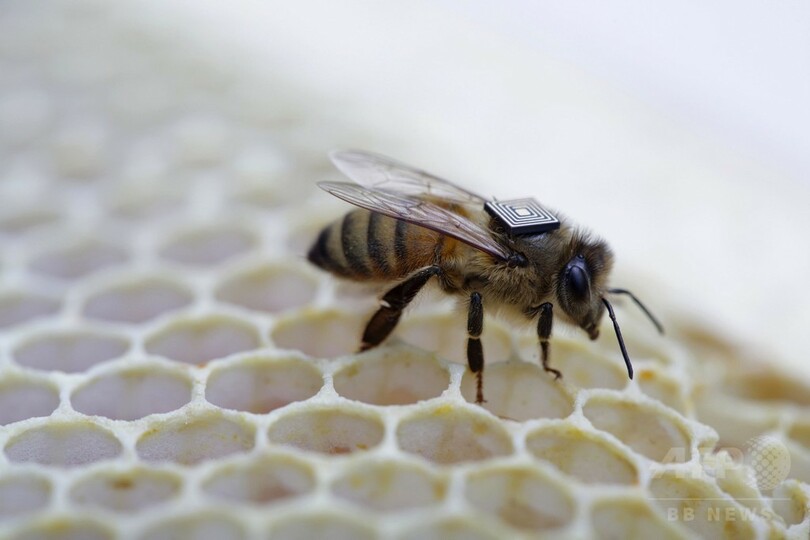 ミツバチにマイクロセンサー装着 大量死問題解明の一助に 写真2枚 国際ニュース Afpbb News