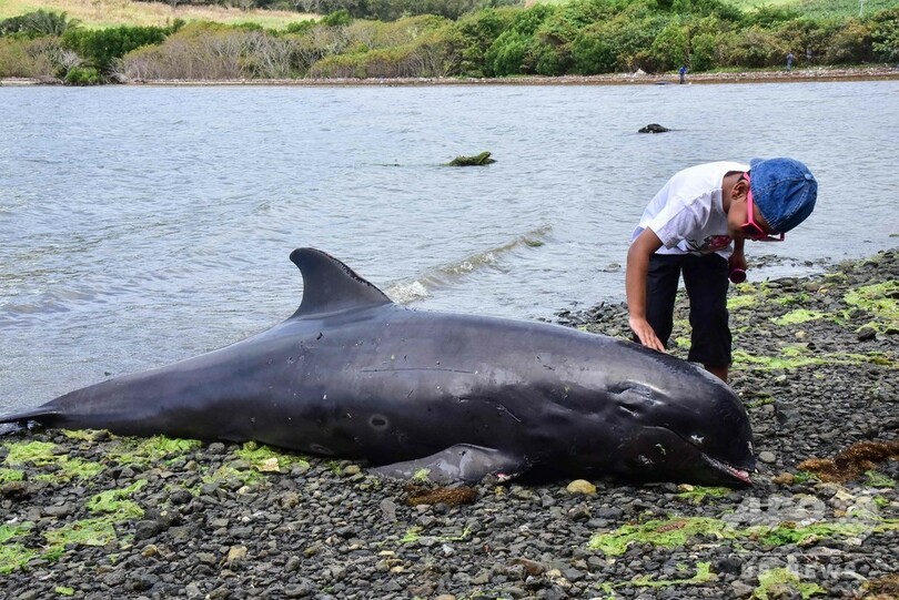 モーリシャスにイルカ18頭漂着 流出事故との関連否定