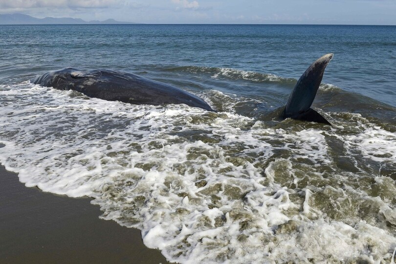 浜辺に打ち上げられたクジラ、9頭のうち4頭が死ぬ インドネシア