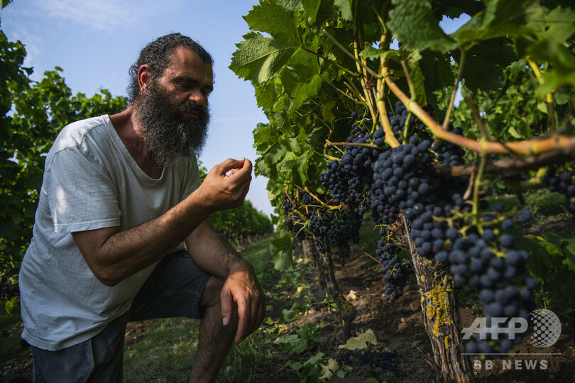 北欧のワイン造り、新種ブドウで気候条件克服 味は「申し分なし」