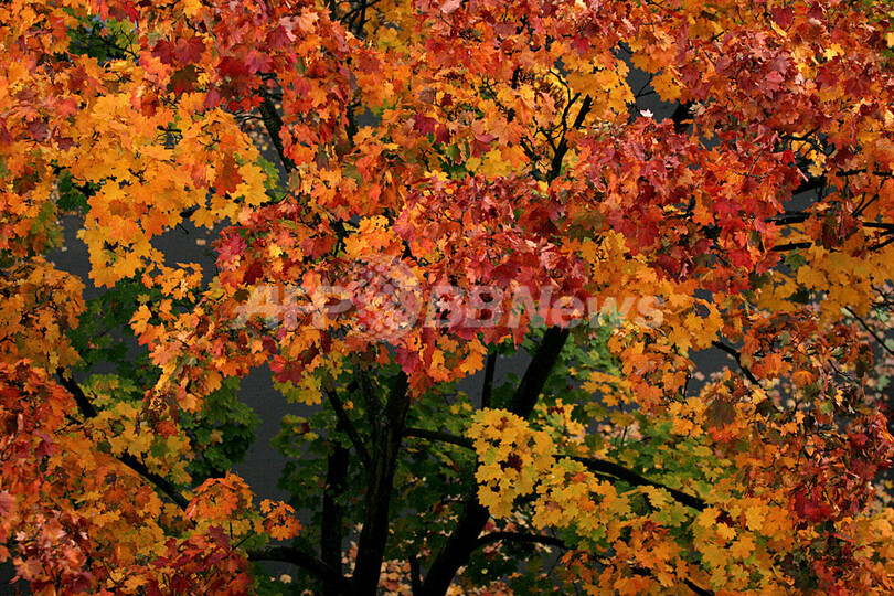 ドイツ各地で深まる秋 紅葉を楽しむ人々 写真3枚 国際ニュース Afpbb News