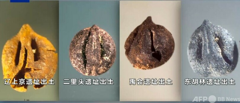 1万年前の中国で在来種のブドウ栽培を確認
