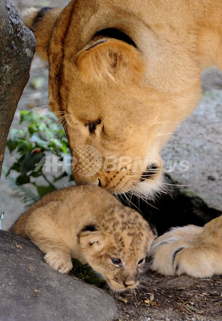 にゃんこじゃないよ、百獣の王だよ