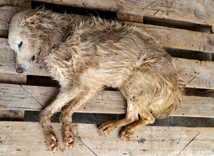 「魂を売った…」困窮でペット手放す人続出 レバノン