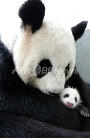 初の台湾生まれのパンダ、1か月ぶり母親と対面 初の台湾生まれのパンダ、1か月ぶり母親と対面