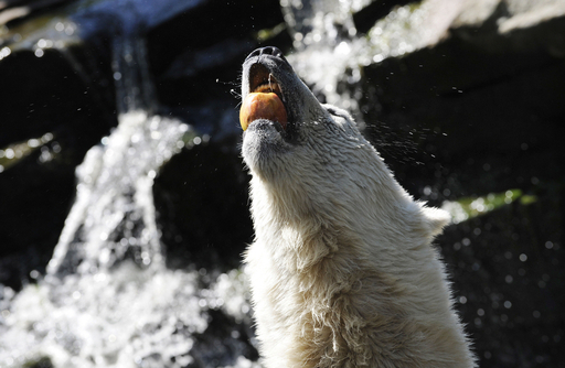 あの人気者「クヌート」も・・・独動物園のシロクマ7割超に精神疾患
