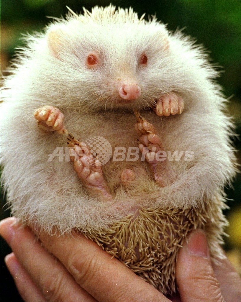 ハリネズミを投げつけ少年にけが ニュージーランド ハリネズミを投げつけ少年にけが ニュージーランド