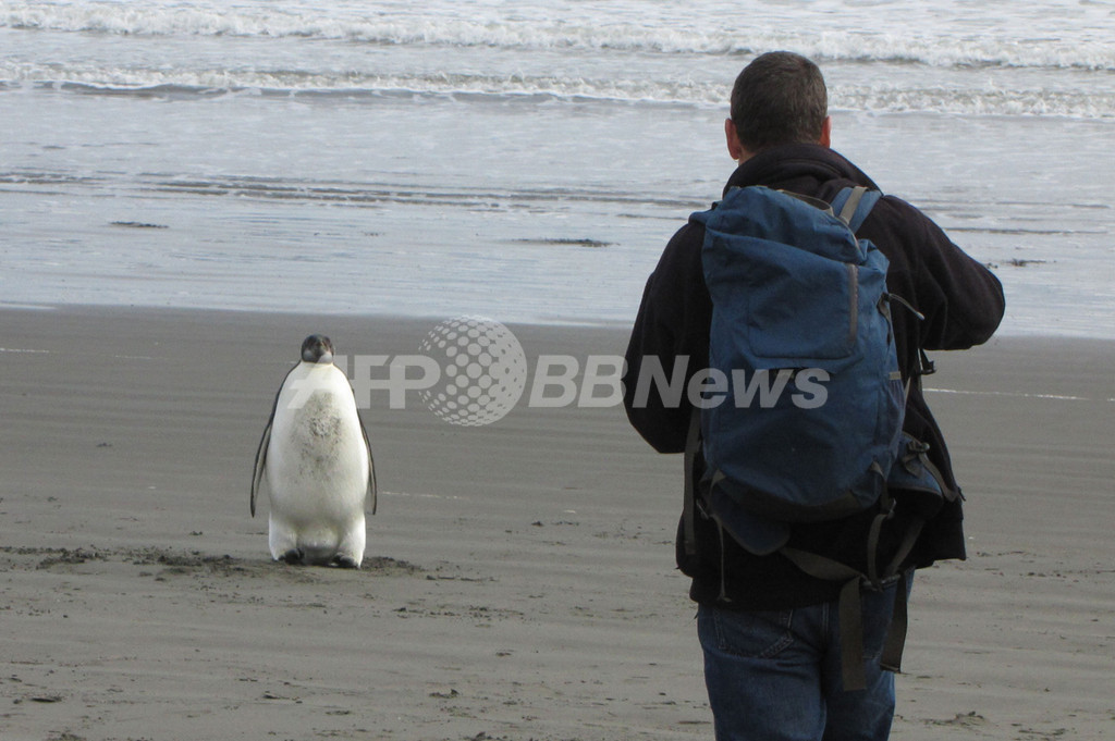 南極生息のコウテイペンギン 1羽だけニュージーランドに上陸 写真3枚 国際ニュース Afpbb News