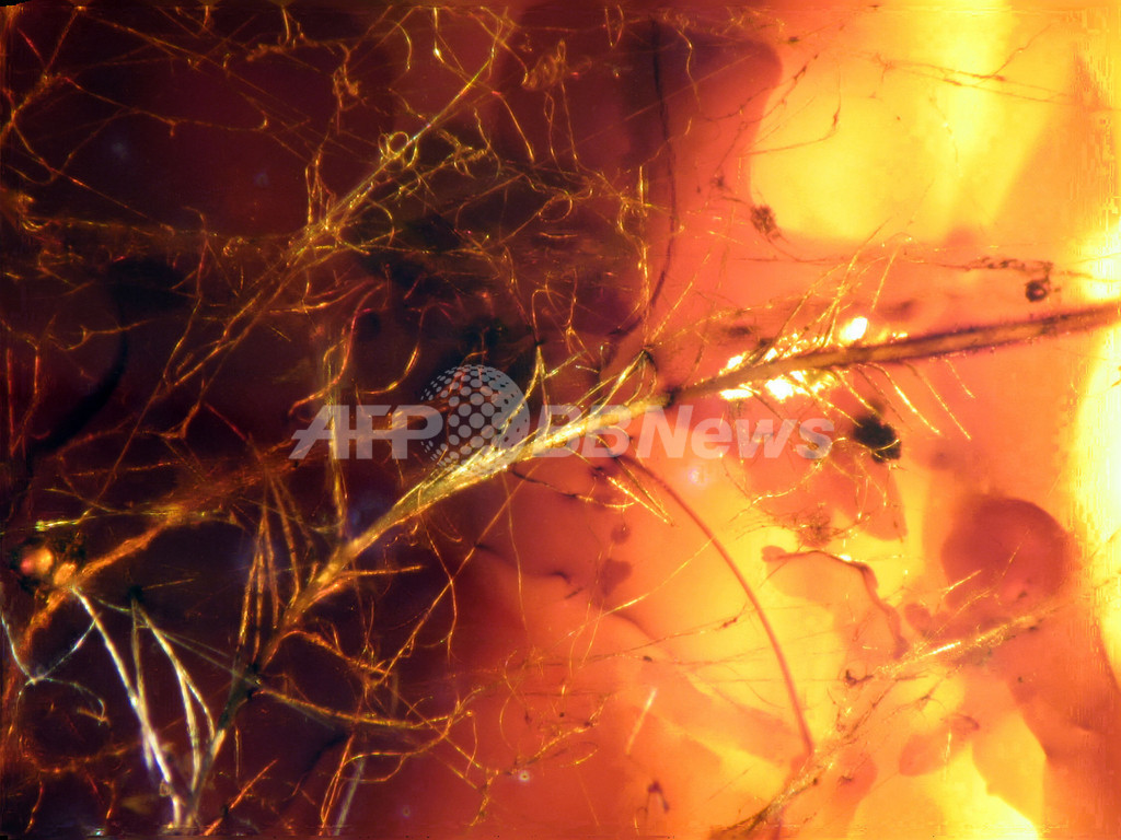 琥珀の中に羽毛、白亜紀の恐竜のものか カナダ 琥珀の中に羽毛、白亜紀の恐竜のものか カナダ