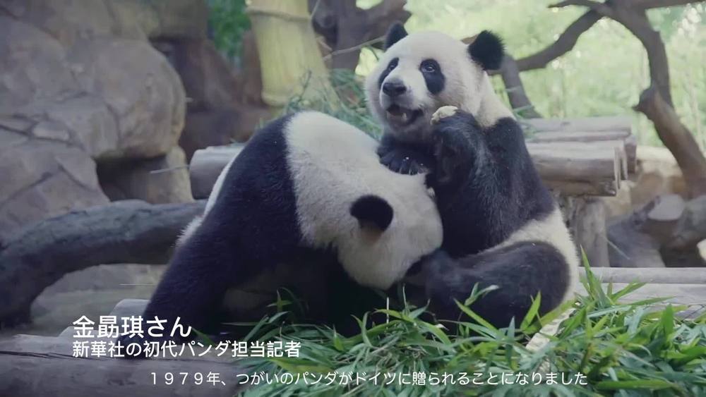 動画 山間で野生パンダも記録 中国 パンダ記者 の物語 写真1枚 国際ニュース Afpbb News