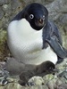 大阪の水族館「海遊館（Osaka Aquarium Kaiyukan）」で、10日に生まれたアデリーペンギンの赤ちゃんとその母親（2013年7月26日撮影）。(c)AFP/KAZUHIRO NOGI