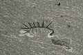 ハルキゲニアの化石。体長は15ミリメートル（2015年6月24日提供）。(c)AFP/NATURE/UNIVERSITY OF CAMBRIDGE/JEAN-BERNARD CARON
