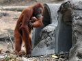 インドネシア・中ジャワ（Central Java）州ソロ（Solo）のタル・ジュラグ動物園（Taru Jurug Zoo）で、9月26日に出産したばかりの赤ちゃんを抱くオランウータンのトーリ（Tori、2012年9月28日撮影）。(c)AFP/Anwar MUSTAFA