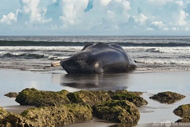 バリ島に打ち上げられた巨大クジラ死ぬ 1週間余りで3頭目 写真9枚 国際