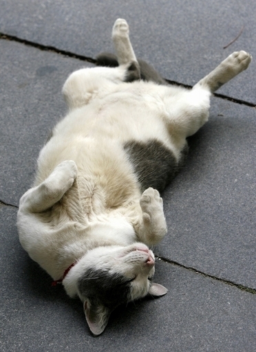 拾ったネコ60匹を飼う女性、裁判所が処分を命じる